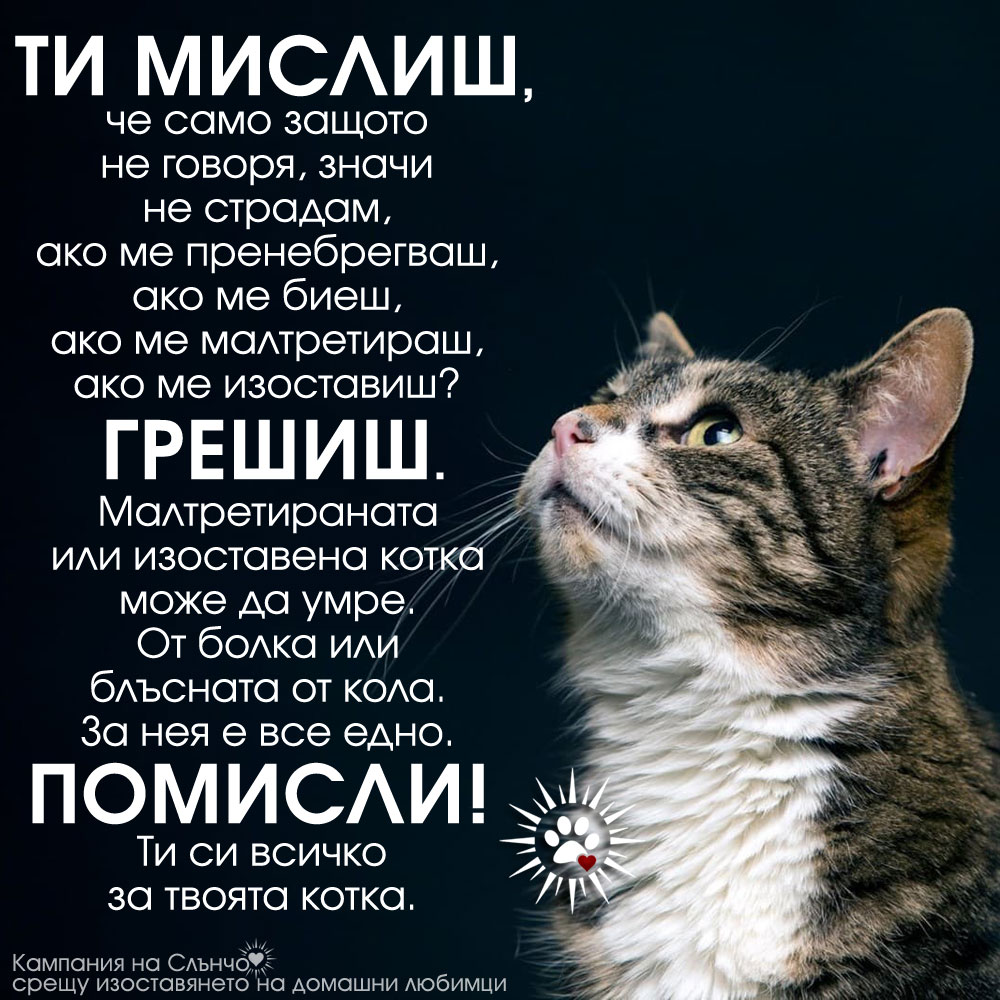 Изоставена котка - Кампания срещу изоставянето на домашни любимци - Животните обичат истински, не ги предавайте! Животните не са играчка, не ги изоставяйте! Животните са част от семейството, не ги малтретирайте, не ги бийте, не ги изоставяйте! Защита правата на животните