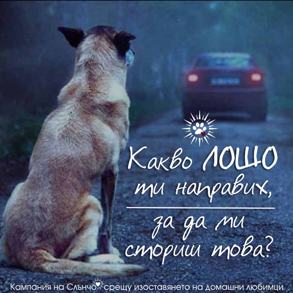 Какво лошо ти направих, за да ми сториш това? - Кампания на Слънчо срещу изоставянето на домашни любимци - Изоставено куче, защита правата на животните, закон, предателство, бездомни кучета, безстопанствени животни