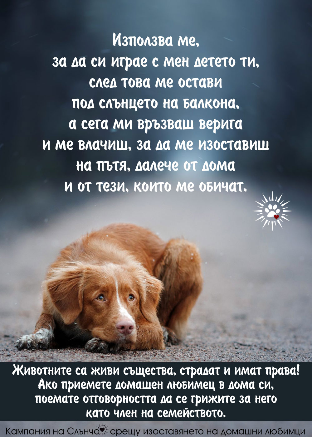 Кучето е член на семейството - Кампания на слънчо срещу изоставянето на домашни любимци - кучето е най-добрият приятел на човека, не го изоставяй и не го наранявай - Защита правата на животните